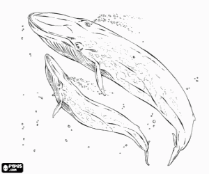 malvorlagen Blauwale, die blauwal ist das gr��te tier das je auf der Erde ausmalbilder