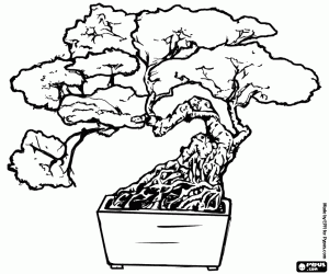 malvorlagen Bonsai-Baum, Miniatur-Baum in einem Fach im Anschluss an die japanische Kunst des Bonsai ausmalbilder