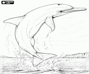 malvorlagen Delfine springend, mit seinem k�rper vollst�ndig au�erhalb aus dem wasser, vor der k�ste ausmalbilder