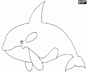 malvorlagen Die orca oder gro�e schwertwal, die gr��te tier der familie der delfine ausmalbilder