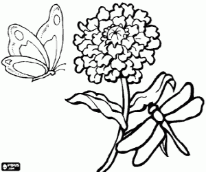 malvorlagen Eine chrysanthememit einer libelle und ein schmetterling ausmalbilder