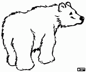 malvorlagen Eisb�r ausmalbilder