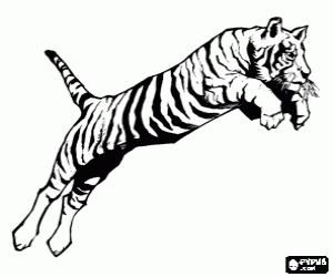 malvorlagen Erwachsener tiger, das gr��te katzenartige der welt, in einem sprung ausmalbilder