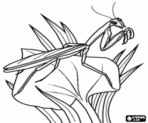 malvorlagen Fangschreck oder Gottesanbeterin oder mantis religiosa mit seinen vorderbeinen in der lage des gebets ausmalbilder