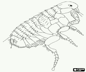 malvorlagen Fl�h unter dem mikroskop, externe parasite ausmalbilder