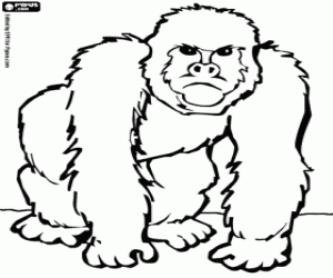 malvorlagen Gorilla ausmalbilder