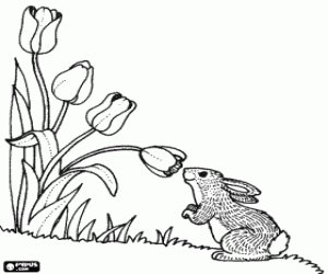 malvorlagen Kaninchen riechen eine blume tulpe ausmalbilder