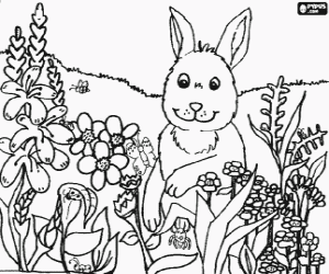 malvorlagen Kaninchen zwischen blumen und insekten des feldes im fr�hjahr ausmalbilder