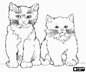 malvorlagen Katzen mit langen schnurrhaare blick nach vorn ausmalbilder