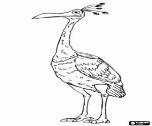 malvorlagen Kevin, eine gro�e flugunf�hige tropischen vogel ausmalbilder
