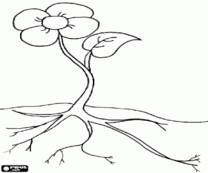 malvorlagen Kleine blume mit ihren bl�ttern und wurzeln ausmalbilder