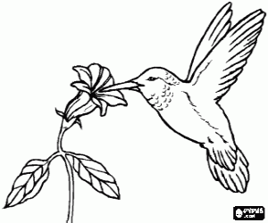 malvorlagen Kolibri indem man eine blume sticht ausmalbilder