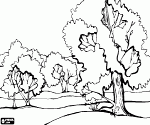 malvorlagen Landschaft einer ebene mit gro�en b�umen ausmalbilder