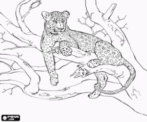 malvorlagen Leopard auf dem zweig von einem baum ausmalbilder
