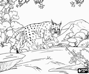 malvorlagen Luchs erwachsene in einer landschaft aus felsen und vegetation ausmalbilder