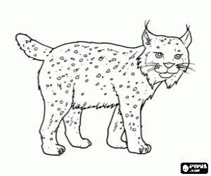 malvorlagen Lynx mit starken beine, lange ohren, kurzen schwanz und gesprenkelt fell ausmalbilder