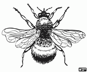 malvorlagen Maik�fer, eine insekten robuste und behaarte  ausmalbilder