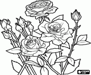 malvorlagen �ffnen rosen und knospen von stiegen in ein rosenstrauch ausmalbilder