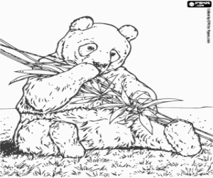 malvorlagen Panda b�r  essen bambus ausmalbilder