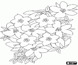 malvorlagen Plant mit blumen, eine art lila oder lila saxifraga ausmalbilder