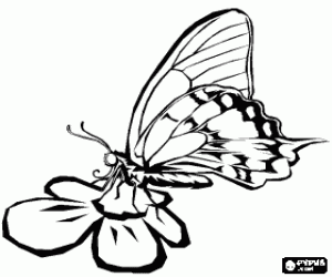 malvorlagen Schmetterling auf einer blume ausmalbilder
