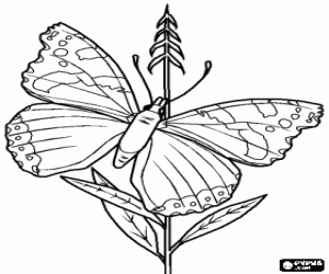 malvorlagen Schmetterling auf einer pflanze ausmalbilder