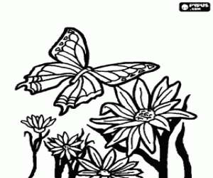 malvorlagen Schmetterling fliegen �ber die blumen ausmalbilder