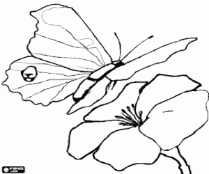 malvorlagen Schmetterlingsfliegen zu einer blume ausmalbilder