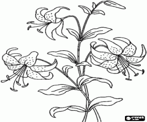 malvorlagen Sch�ne blumen, eine lilie der wiese mit seiner glocke bl�ten ausmalbilder