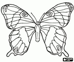 malvorlagen Sch�ne schmetterling mit fl�geln weit offen ausmalbilder