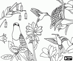 malvorlagen Sch�ne V�gel unter den Blumen ausmalbilder
