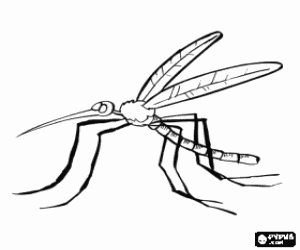 malvorlagen  Stechm�cke oder mosquito mit seinen langen beinen und schnabel-f�rmige mund ausmalbilder