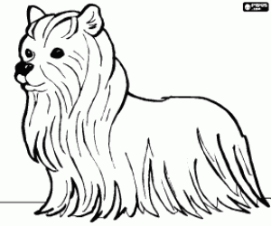 malvorlagen Terrier hund mit langen haaren ausmalbilder