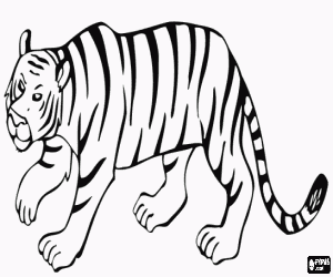 malvorlagen Tiger fu� mit einer menge von heimlich um beute ausmalbilder