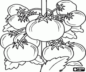malvorlagen Tomatenpflanze mit seinen fr�chten, die tomaten ausmalbilder