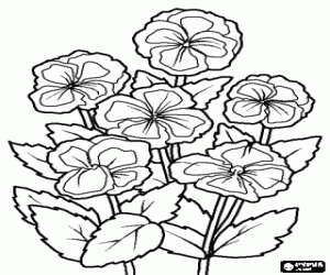 malvorlagen Veilchen oder violen, einem ornamentalen bl�tenpflanze die in g�rten ausmalbilder