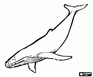 malvorlagen Wal ausmalbilder