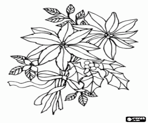 malvorlagen Weihnachten Seidenblume - Weihnachtsstern auch Adventsstern, Christstern oder Poinsettie ausmalbilder