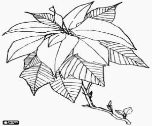 malvorlagen Weihnachtsstern - Poinsettie ausmalbilder