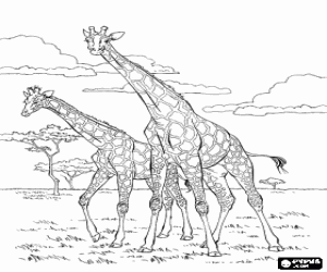 malvorlagen Zwei Giraffen in der Savanne ausmalbilder