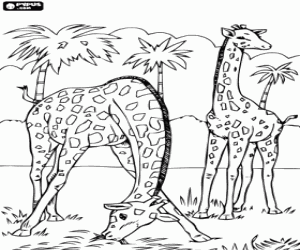 malvorlagen Zwei giraffen, man isst gras, w�hrend die andere aufpa�t ausmalbilder