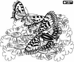 malvorlagen Zwei schmetterlinge, die auf die blumen fliegen ausmalbilder