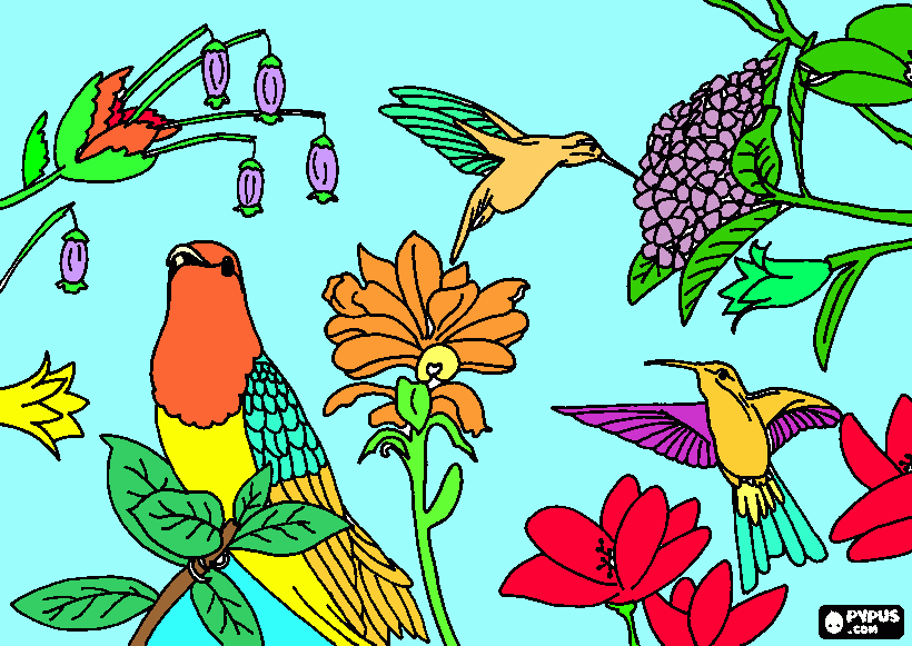 gratis malvorlagen 3 Kolibris