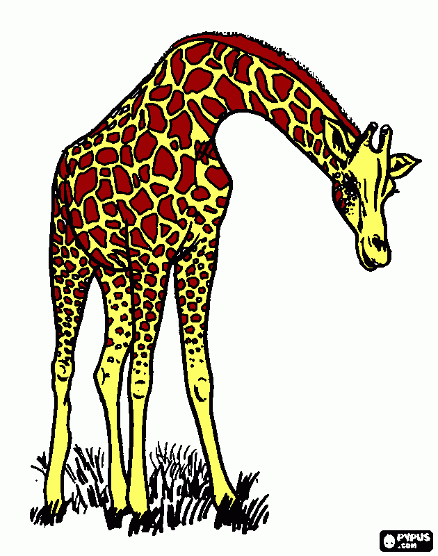 gratis malvorlagen Giraffe normal