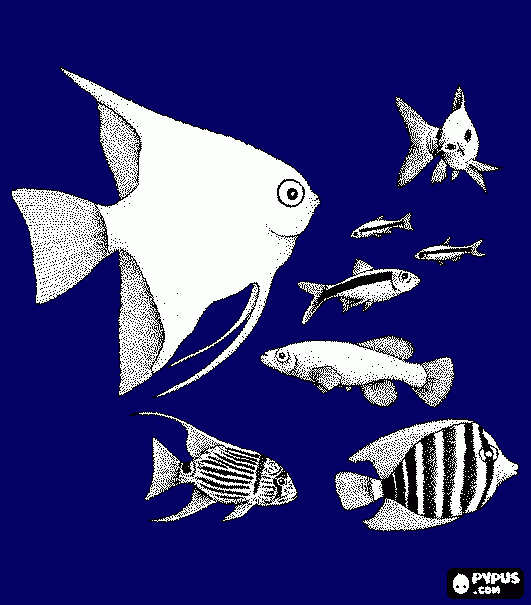 gratis malvorlagen malvorlagen fische verschiedener arten und grossen ausmalbilder