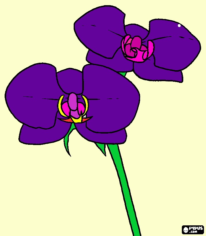 gratis malvorlagen Meine Orchidee