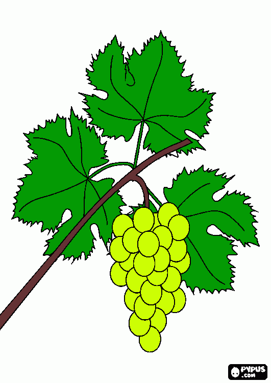 gratis malvorlagen Weinrebe