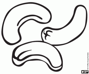 malvorlagen Die Cashewnüssen, Samen ausmalbilder