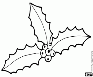 malvorlagen Drei Stechpalme Blätter mit Früchten ausmalbilder