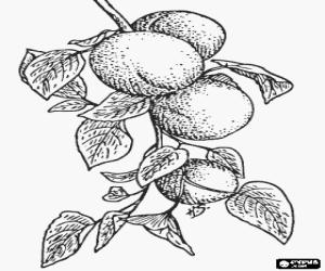malvorlagen Einige Aprikosen auf dem Baum ausmalbilder